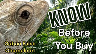 What You Need To Know Before You Buy A Cuban False Chameleon
