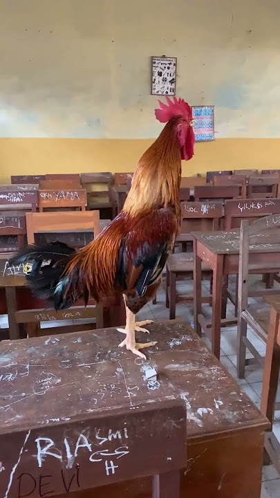 AYAM KEKOK ( KENAROK ) AYAM KEKOK SUARA PENJANG AYAM KHAS MADURA