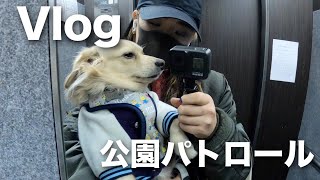 【Vlog】公園パトロールに出かけました【チワワ×ミニチュアダックスフンド】【チワックス】【Chihuahua×Minichua Dackshund】