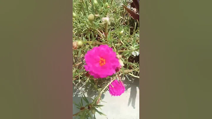 plants #home #gardening #garden #plants