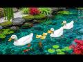 99% Stress Relief &amp; Emotional Healing Starts Here 🦆🌿 Watch These Ducks Floating on Calm Water 💚