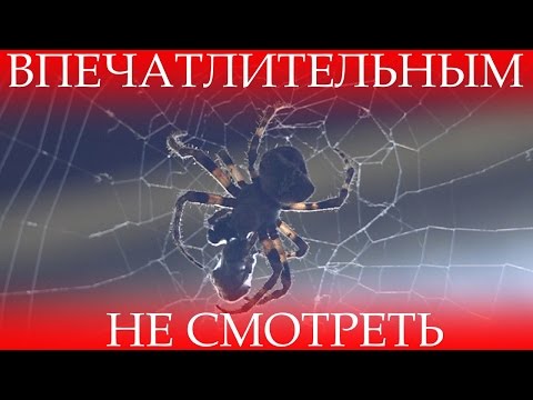 Вопрос: Паук съедает жертву полностью или частично?