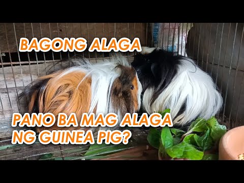 Video: Pamamaga Ng Baga Sa Guinea Pigs