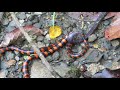 Cauca coralsnake micrurus multiscutatus preying on a caecilian caecilia sp in colombia