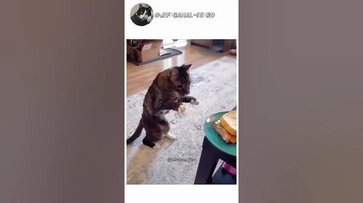 Video 8687461: cat pets funnycatvideos, pets animals funnycatvideos, cats funny pets animals