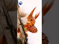 ✨🐿️✨‼️Red and White Cute Squirrel | Long Fur, Long-eared Red and White Squirrel‼️✨🐿️✨