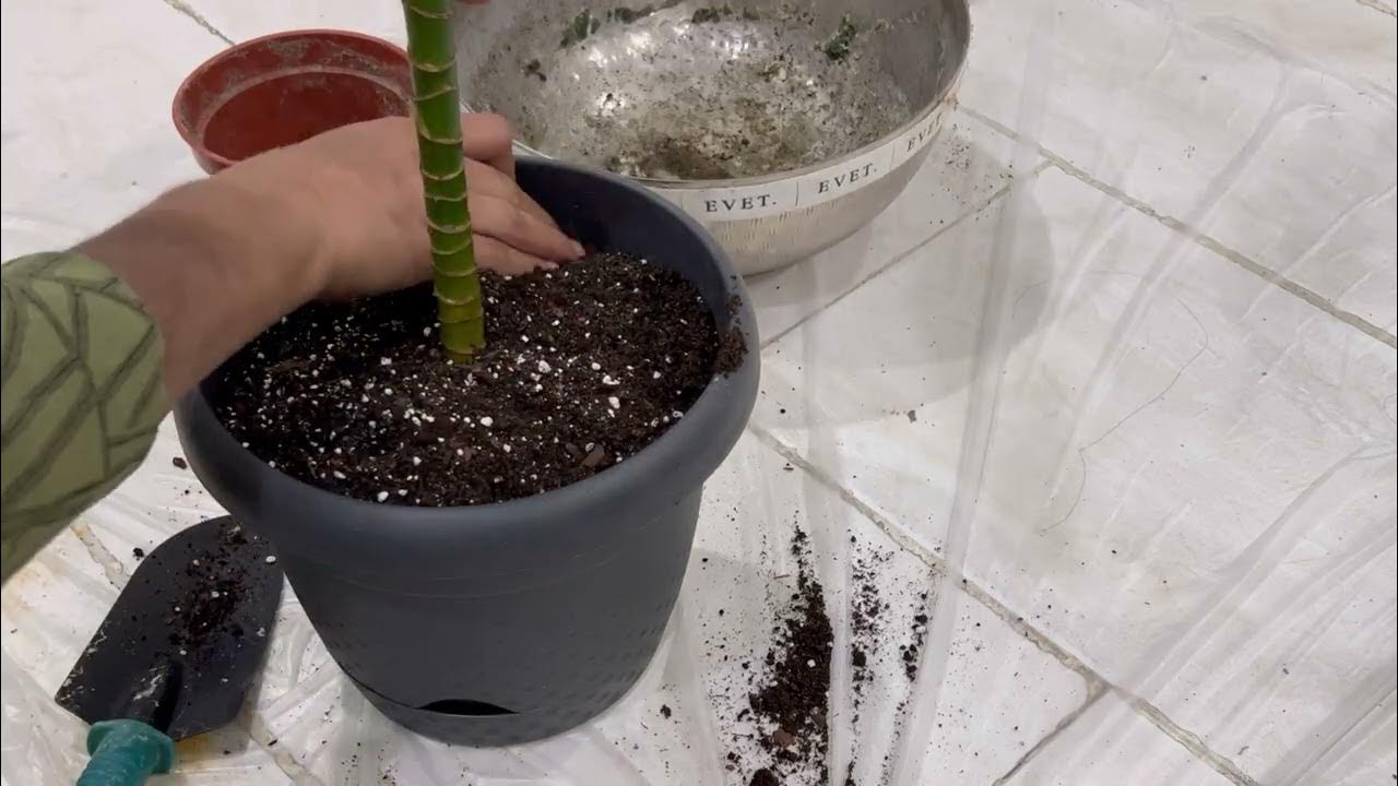 How to save a dying yucca plant saving a dying plant YouTube