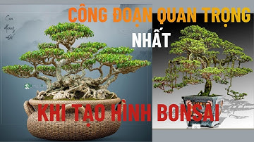 “Bí Quyết Tạo Hình Bonsai: Công Đoạn Quan Trọng Nhất Người Chơi Cây Phải Biết”#kỹ thuật bonsai