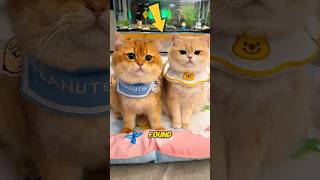 How to help your cat lose weight