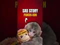 Japan’s Viral Monkey “Punch” – Mother Rejected Him, Orangutan Toy Became His Family #shorts