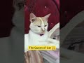 The queen of cat #queen #kingdom #king #cat #wonderwoman #kitten #cute