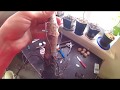 Зимняя прививка грецкого ореха. Walnut grafting . Способ улучшенная копулировка