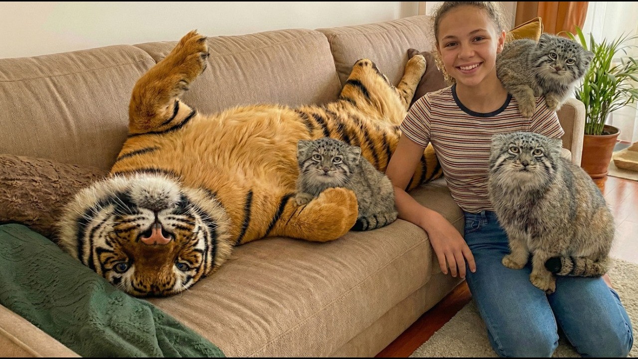 Who is the Boss? The Huge Tiger or The Tiny Manul?”