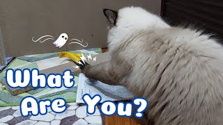 Cat Mocha's Curious Hammer Quest ! by Eli & Mocha 376 views 3 months ago 45 seconds