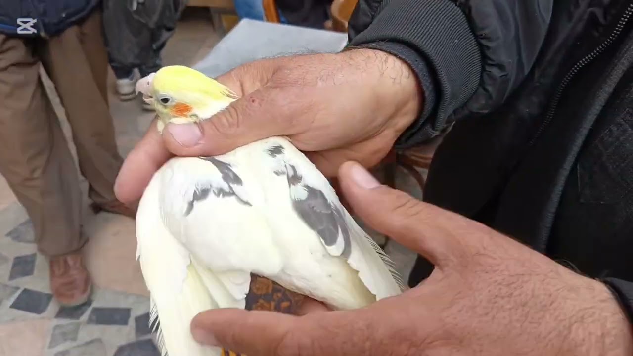 قريباً تطورات في سوق السيده عائشه 