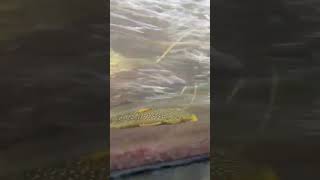 Pleco Buries his Light