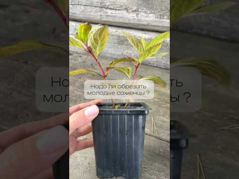 Как обрезать маленькие