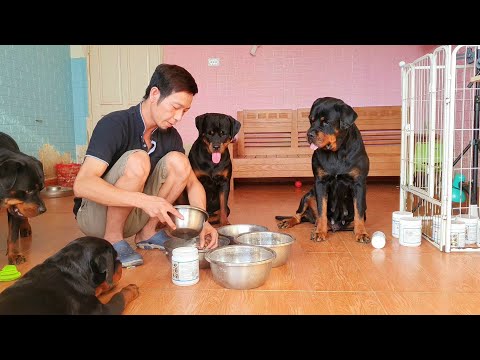 Bổ sung canxi cho chó đẻ-chó bầu thế nào tốt? Bữa ăn chó Rottweiler Gervi