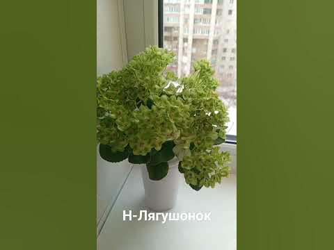 Фиалка Н-Лягушонок - YouTube