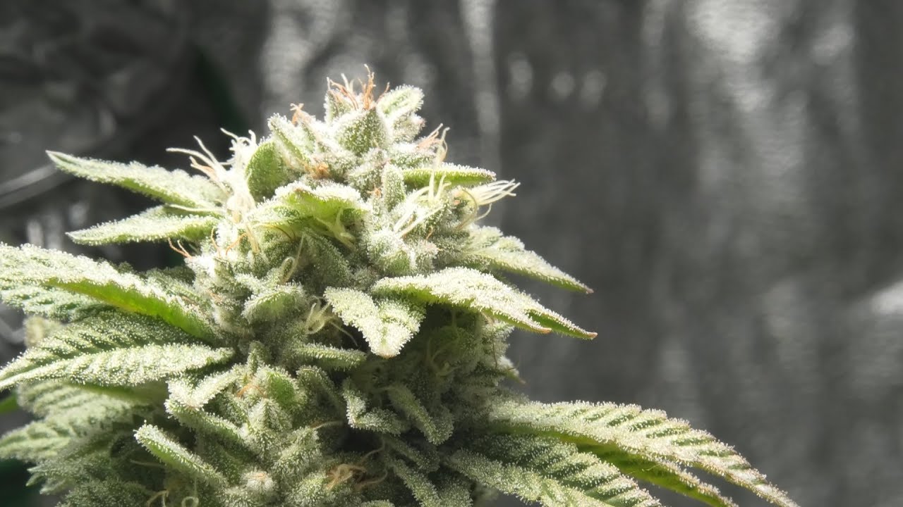 Youngblood's Switch LED Grow Tent Update (Week 5.5 Flower)