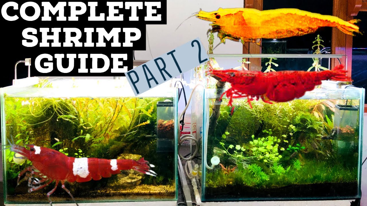 How To Prepare Shrimp Tank | Indian Shrimp Breeder | Difference In Neocaridina & Caridina Shrimp