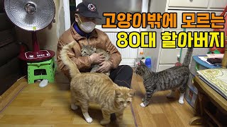 매일 새벽 5시 고양이 산책시키는 할아버지 '길고양이 만나 인생이 달라졌어요'