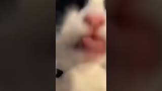 Yum Yum... 🤣❤❤😇😇#cats #shorts #memes