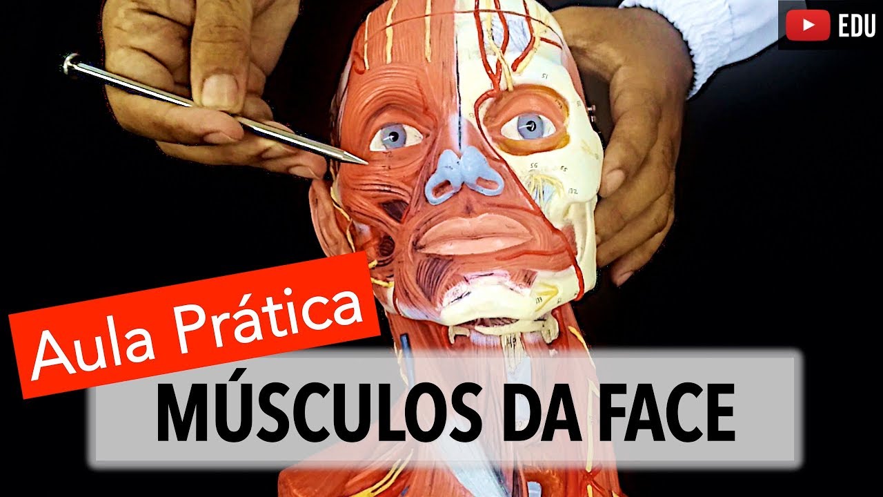 Anatomia aplicada da coxa- Músculos Quiz