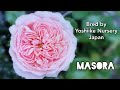 Masora rose plant by yoshiike nursery 2009 japan  