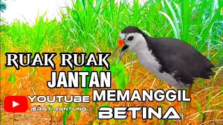 SUARA BURUNG RUAK RUAK JANTAN MEMANGGIL BETINA