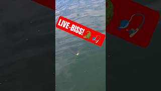🔥LIVE-BISS🔥🎣Doiyo EYE CATCHER Jerkbait für HECHT #Spinnfischen #hecht #wobbler #Jerkbait #raubfisch