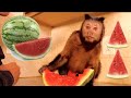 Capuchin Monkey LOVES Juicy Watermelon!