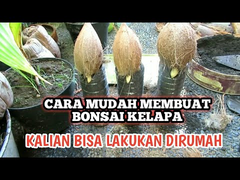  CARA  MUDAH BUAT BONSAI  KELAPA  DARI AWAL KALIAN PASTI BISA 