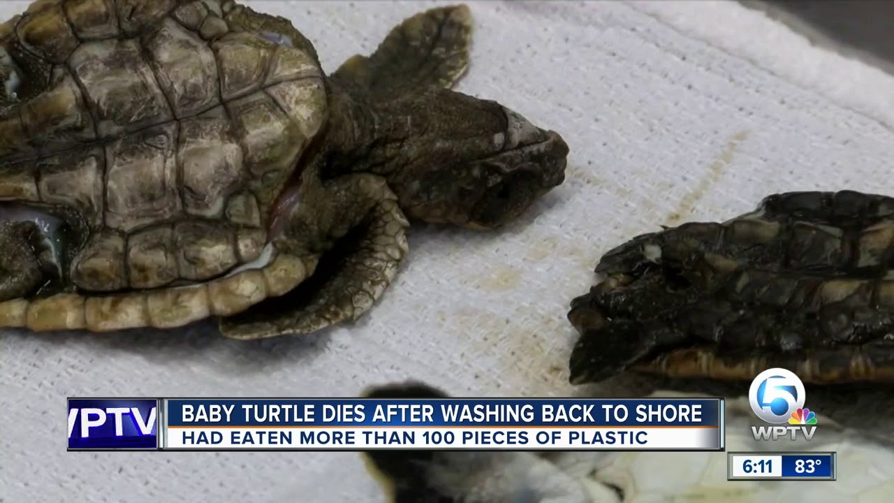 Update: Death of a Plastic Shower Curtain, Part 2 - Because Turtles Eat  Plastic Bags