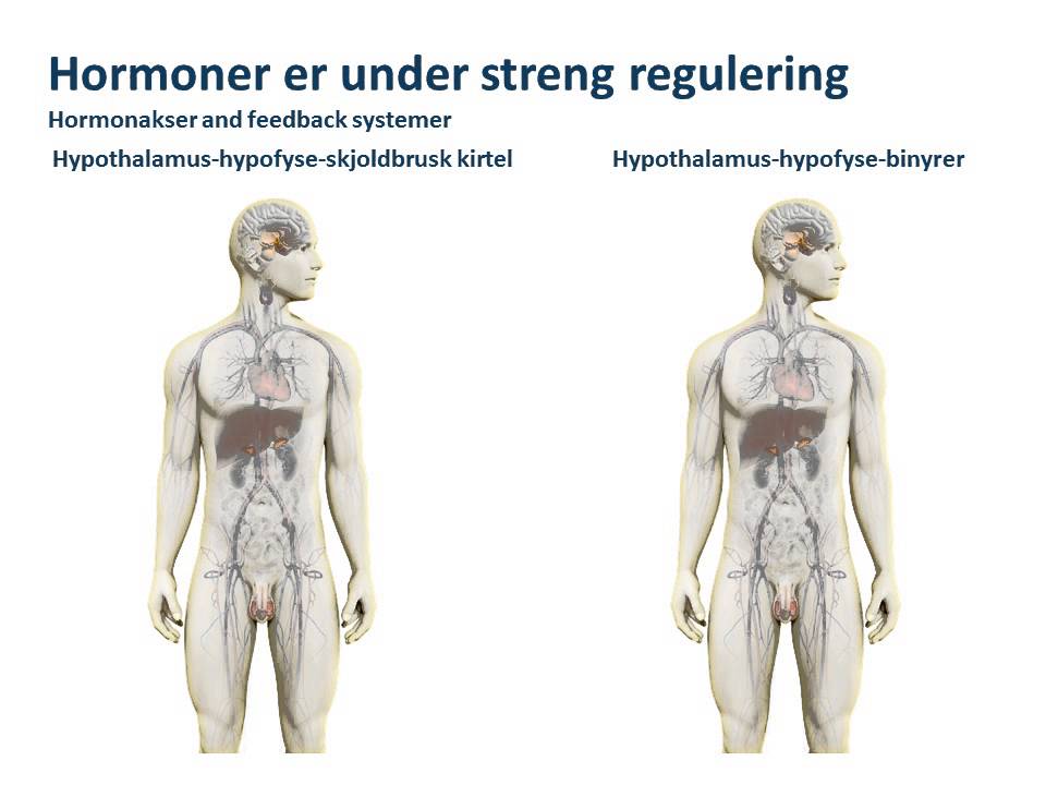 mount chant Sandet Stoffer og virkningsmekanismer - Center for Hormonforstyrrende Stoffer