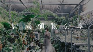 八種適合新手的居家植物室內植物分享來去彰化田尾買植物三十而立