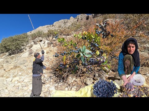 Picking Wild Barberry In The Heart Of Iran S Pristine Nature An Adventure In The Zagros Mountains 