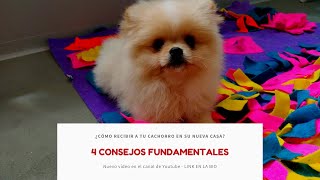 4 Consejos fundamentales para recibir a tu cachorro en casa | Centro Canino Las Almenas