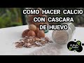 COMO HACER CALCIO CON CASCARAS DE HUEVOS🥚🥚(  COMBATIR LA PODREDUMBRE APICAL) UN MÉTODO MUY EFECTIVO👍