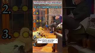 Funny Animal Compilation#foryou #funny #funnyvideo #fyp #Interesting #dog #dogvideos