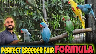 Ringneck & Raw Parrot Breeder Pair Making Parrots Ka Jora Kase Banaye Usman Wildlife