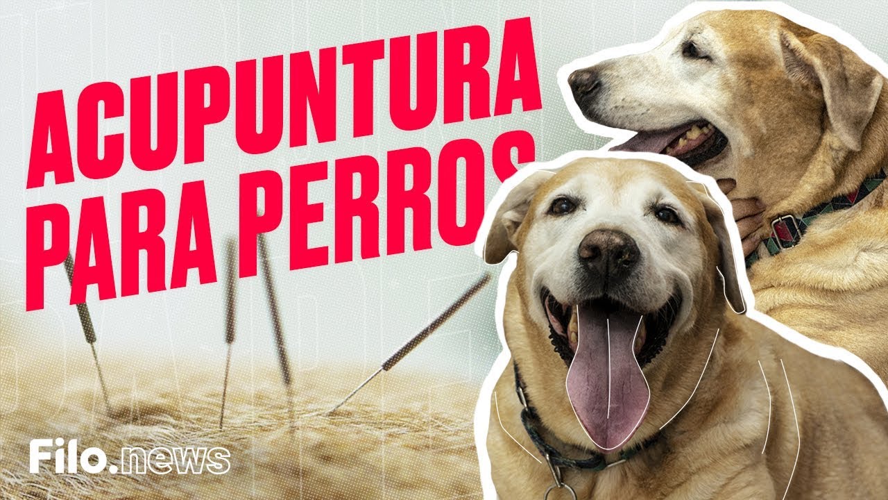 Acupuntura para perros