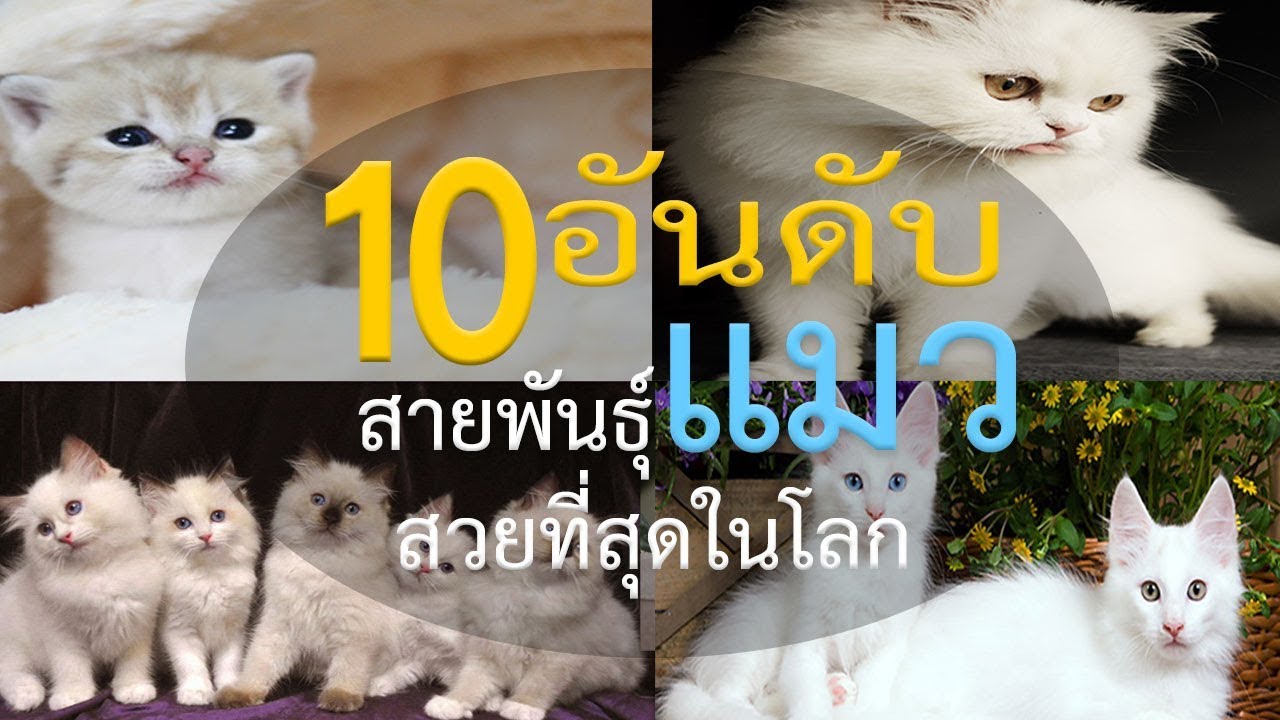 แมวเปอร์เซียน่ารักที่สุดในโลก  Update 2022  10 อันดับสายพันธุ์แมวที่สวยที่สุดในโลก