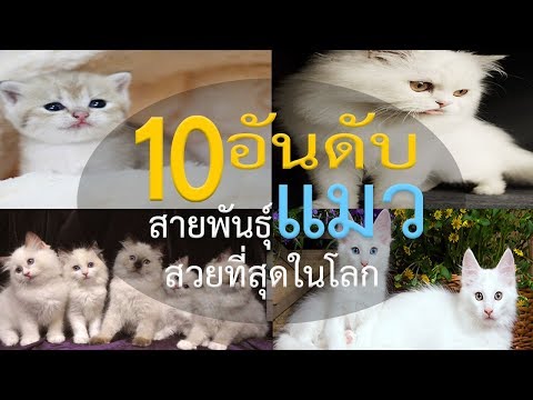 10 อันดับสายพันธุ์แมวที่สวยที่สุดในโลก