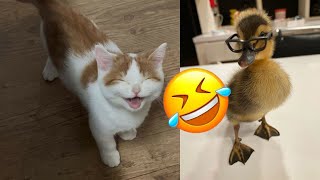 Funny Cat and Duck🐱🐶- Cutest Cats and Duck Video - Funny Animals 2024-New Funny Videos 2024😍 by Pets diary Diario de mascotas 517 views 1 month ago 8 minutes, 8 seconds