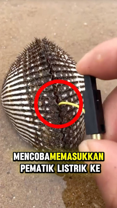 Begini jadinya jika kerang dialiri listrik
