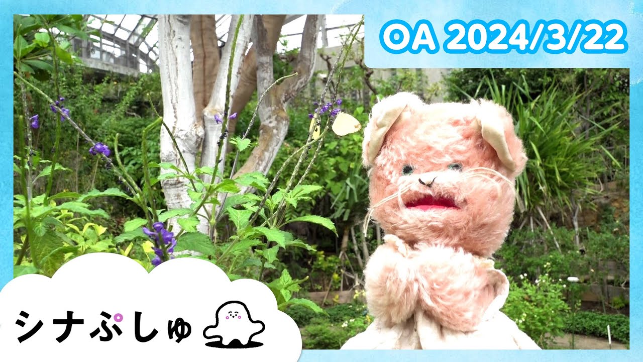赤ちゃんが喜ぶ】シナぷしゅ公式24/03/22│赤ちゃんが泣き止む・知育の
