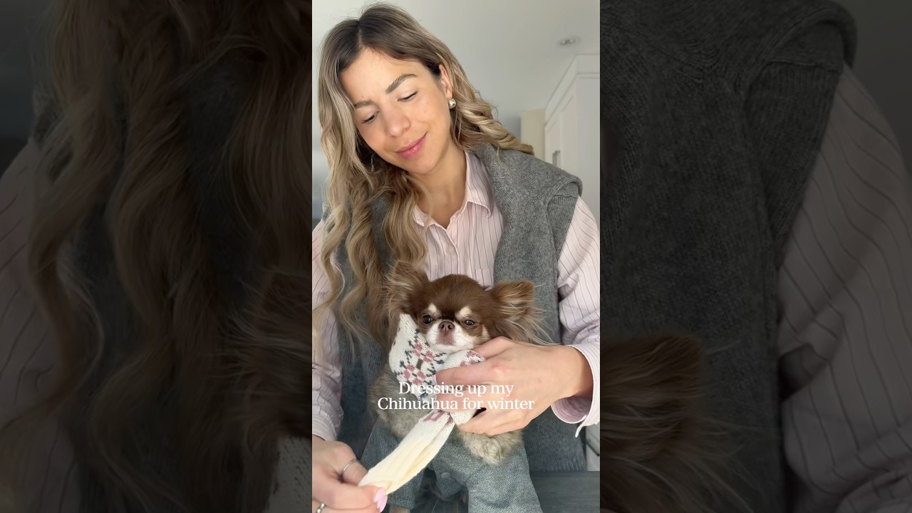 Dressing my Chihuahua for Winter 🐾