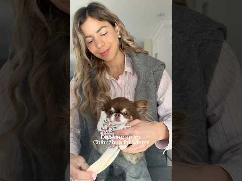 Dressing my Chihuahua for Winter 🐾