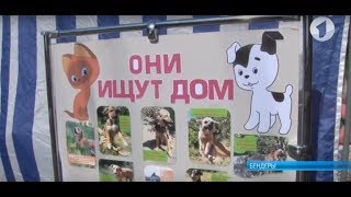 Из приюта – в добрые руки Из приюта – в добрые руки